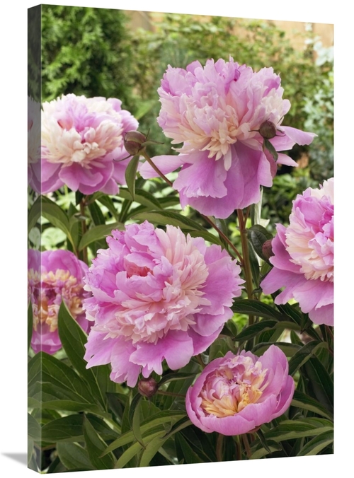 Global Gallery GCS-398387-2030-142 20 x 30 in. Peony Mme Emile Debaten