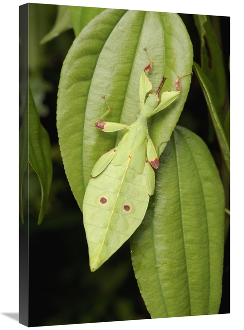 Global Gallery GCS-397570-2030-142 20 x 30 in. Walking Stick Juvenile 