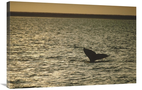 Global Gallery GCS-450589-2436-142 24 x 36 in. Gray Whale Tail At Suns