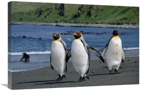 Global Gallery GCS-452449-2030-142 20 x 30 in. King Penguin Trio on Sh