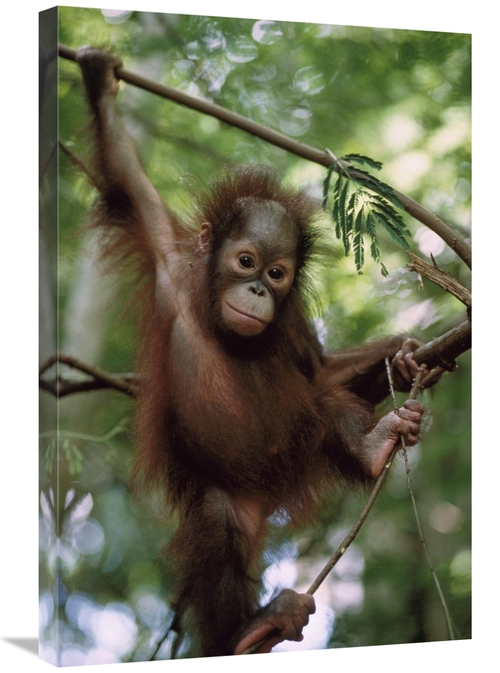 Global Gallery GCS-452310-2030-142 20 x 30 in. Orangutan Infant Hangin