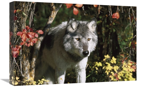 Global Gallery GCS-453318-1624-142 16 x 24 in. Timber Wolf Portrait&#4