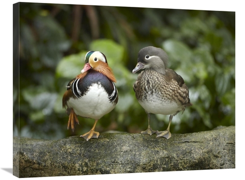 Global Gallery GCS-396501-2432-142 24 x 32 in. Mandarin Duck Male & Fe