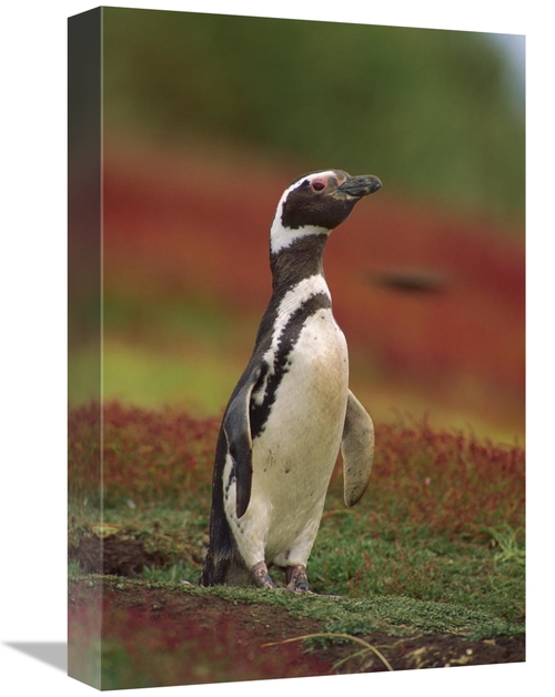 Global Gallery GCS-452743-1218-142 12 x 18 in. Magellanic Penguin Port