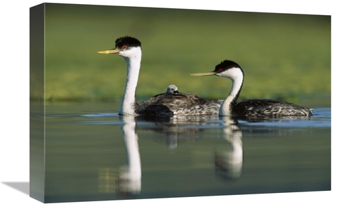 Global Gallery GCS-396909-1218-142 12 x 18 in. Western Grebe Couple wi