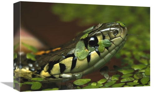 Global Gallery GCS-397505-1218-142 12 x 18 in. Common Garter Snake in 