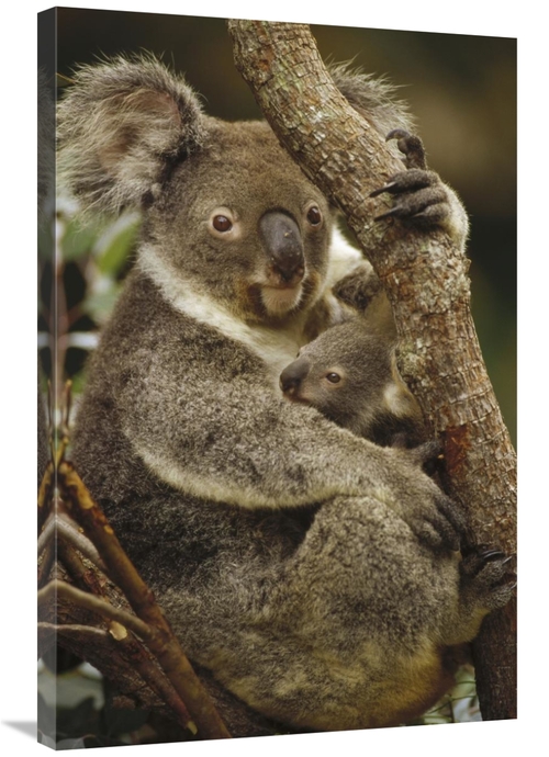 Global Gallery GCS-452878-2436-142 24 x 36 in. Koala Mother & Joey&#44