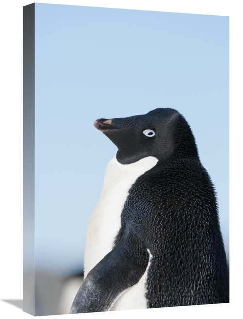 Global Gallery GCS-395605-1624-142 16 x 24 in. Adelie Penguin, Pry
