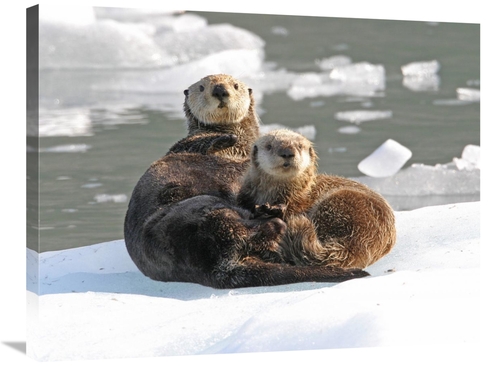 Global Gallery GCS-397428-2432-142 24 x 32 in. Sea Otter Female with P