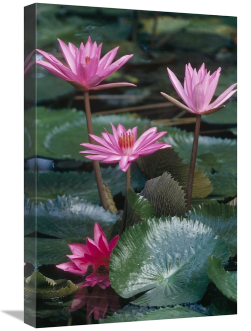 Global Gallery GCS-452873-1624-142 16 x 24 in. Water Lily Hybrid Bloss