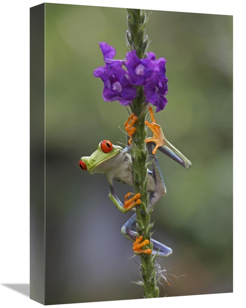 12 x 18 in. Red-Eyed Tree Frog Climbing on Flower, Costa Rica Art 