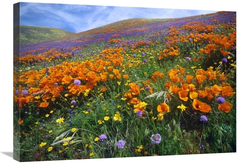 Global Gallery GCS-397134-30-142 30 in. California Poppy & Other Wildf