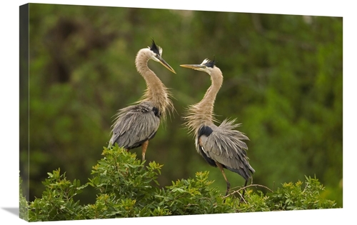 Global Gallery GCS-453345-2030-142 20 x 30 in. Great Blue Heron Pair I