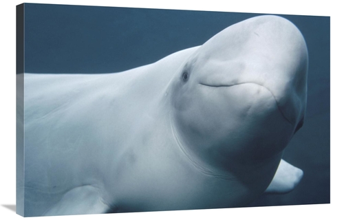 Global Gallery GCS-450765-2436-142 24 x 36 in. Beluga, Vancouver A