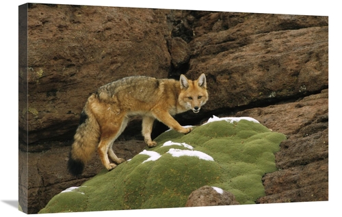 Global Gallery GCS-453129-2030-142 20 x 30 in. Andean Red Fox Altiplan