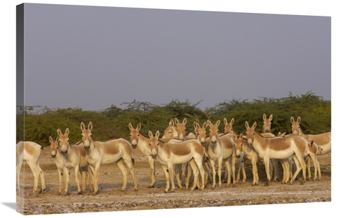 Global Gallery GCS-453062-2436-142 24 x 36 in. Indian Wild Ass Herd in