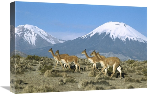 Global Gallery GCS-451647-1624-142 16 x 24 in. Vicuna Family in the An