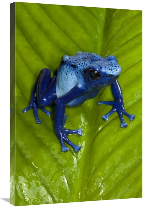 Global Gallery GCS-450920-2436-142 24 x 36 in. Blue Poison Dart Frog V