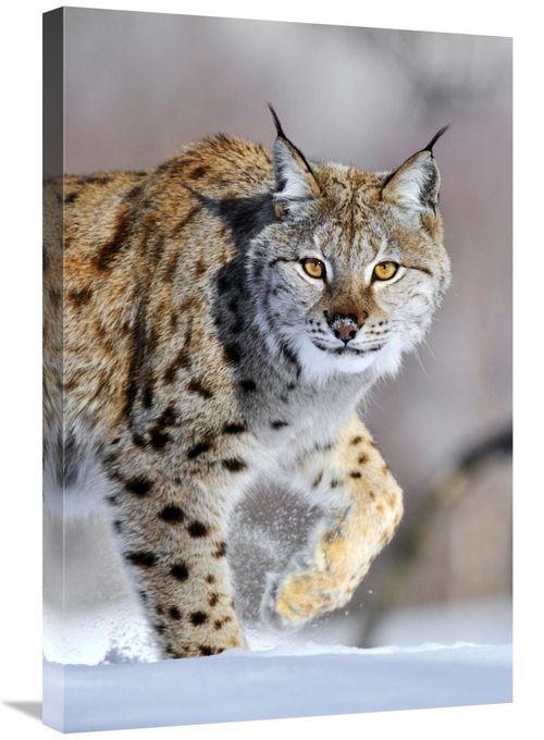 Global Gallery GCS-395686-2030-142 20 x 30 in. Eurasian Lynx Walking T