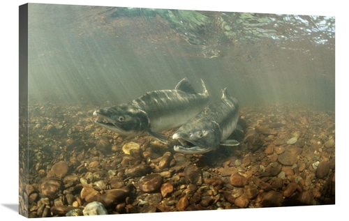 Global Gallery GCS-451872-2030-142 20 x 30 in. Pink Salmon Pair Underw