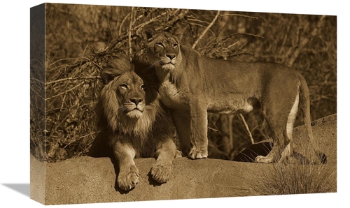 Global Gallery GCS-453668-1218-142 12 x 18 in. African Lion Male & Afr