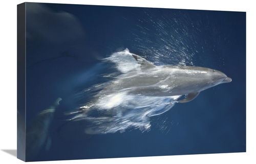 Global Gallery GCS-451141-1624-142 16 x 24 in. Bottlenose Dolphin Leap