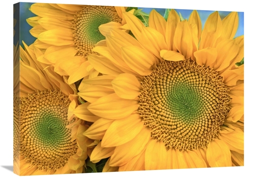 Global Gallery GCS-396747-2432-142 24 x 32 in. Common Sunflower Group 