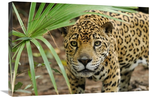 Global Gallery GCS-397638-2030-142 20 x 30 in. Jaguar Peering Through 