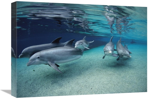 Global Gallery GCS-450944-22-142 22 in. Bottlenose Dolphin Group Swimm