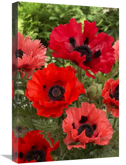 Global Gallery GCS-398335-1624-142 16 x 24 in. Oriental Poppy Flowers 