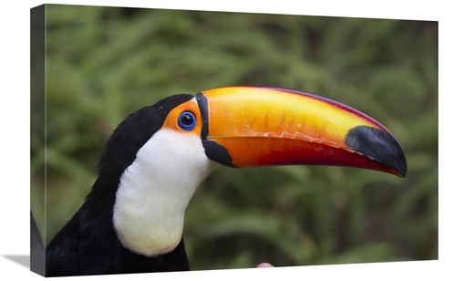 Global Gallery GCS-398140-1624-142 16 x 24 in. Toco Toucan, Native