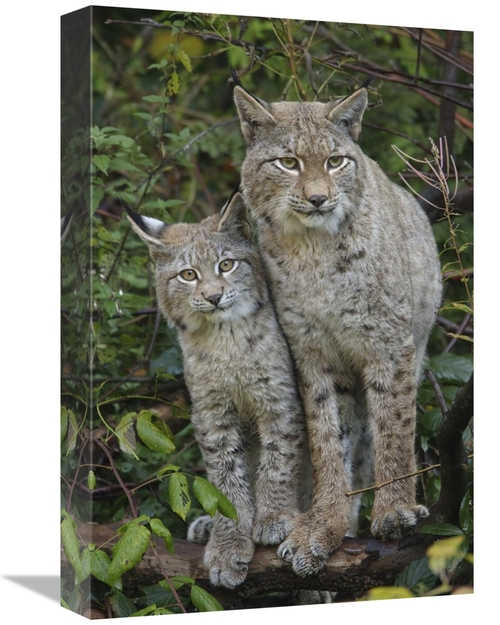 Global Gallery GCS-398169-1218-142 12 x 18 in. Lynx Mother with Cub&#4