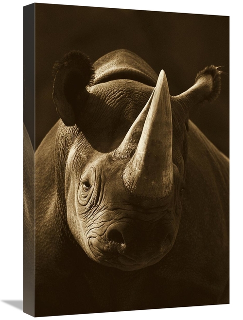 Global Gallery GCS-453662-1624-142 16 x 24 in. Black Rhinoceros Portra