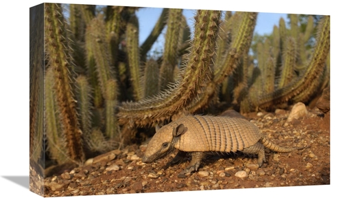 Global Gallery GCS-453146-1218-142 12 x 18 in. Yellow Armadillo Walkin