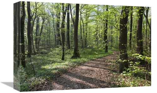 Global Gallery GCS-398509-1218-142 12 x 18 in. Trail Through Deciduous