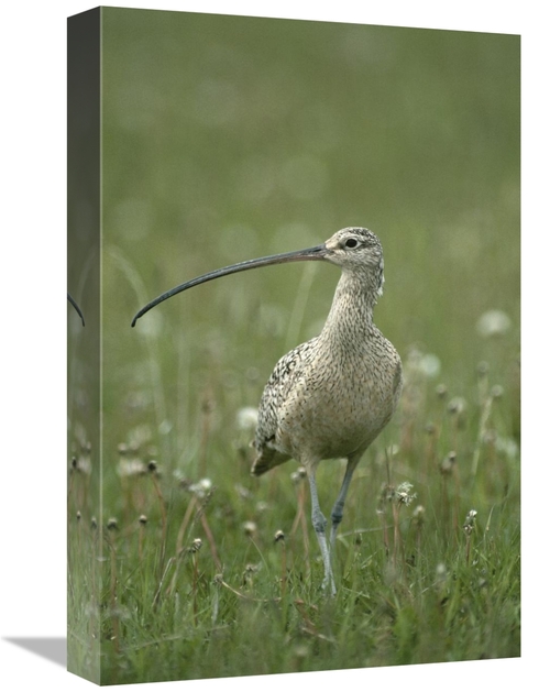 Global Gallery GCS-451855-1218-142 12 x 18 in. Long-Billed Curlew Walk