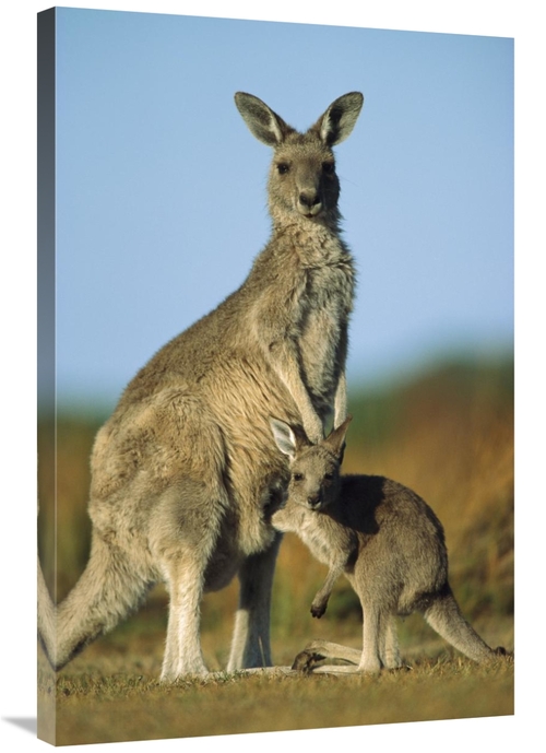 Global Gallery GCS-395369-2436-142 24 x 36 in. Eastern Grey Kangaroo J