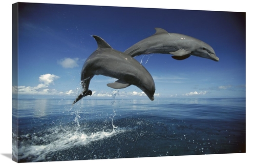 Global Gallery GCS-398472-2436-142 24 x 36 in. Bottlenose Dolphin Pair