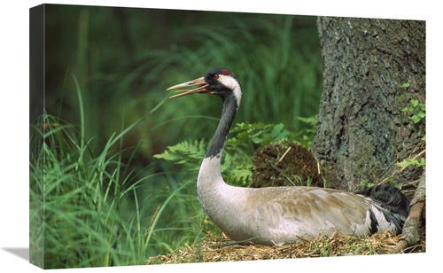 Global Gallery GCS-452394-1624-142 16 x 24 in. Common Crane on Nest&#4