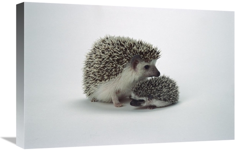 Global Gallery GCS-450850-1624-142 16 x 24 in. African Hedgehog Baby &