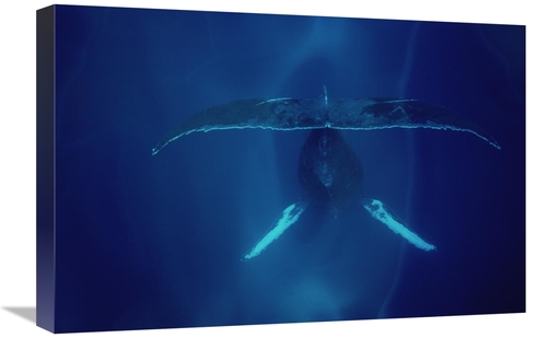 Global Gallery GCS-450576-1624-142 16 x 24 in. Humpback Whale Singing&