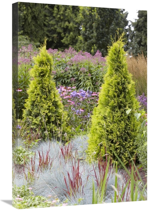 Global Gallery GCS-398334-2030-142 20 x 30 in. Northern White Cedar Ar