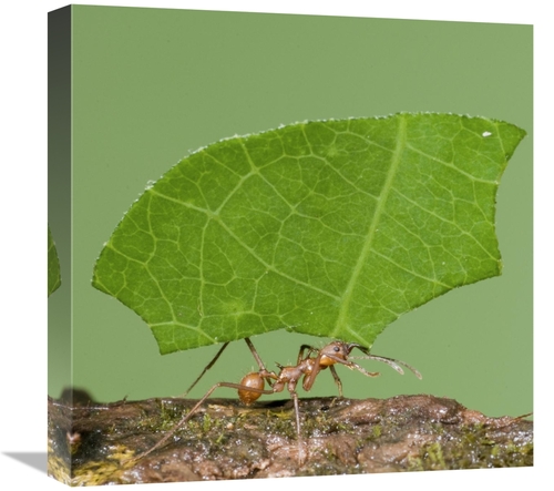 Global Gallery GCS-397307-1818-142 18 x 18 in. Leafcutter Ant Carrying
