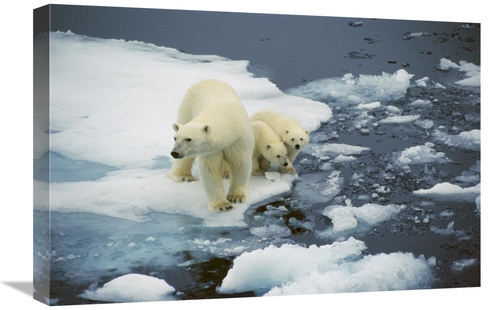 Global Gallery GCS-453509-1624-142 16 x 24 in. Polar Bear Mother with 