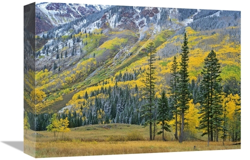 Global Gallery GCS-396832-1216-142 12 x 16 in. Aspen Grove in Fall Col