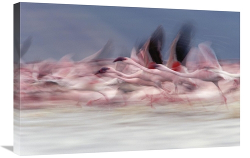 Global Gallery GCS-396381-2030-142 20 x 30 in. Lesser Flamingo Group T