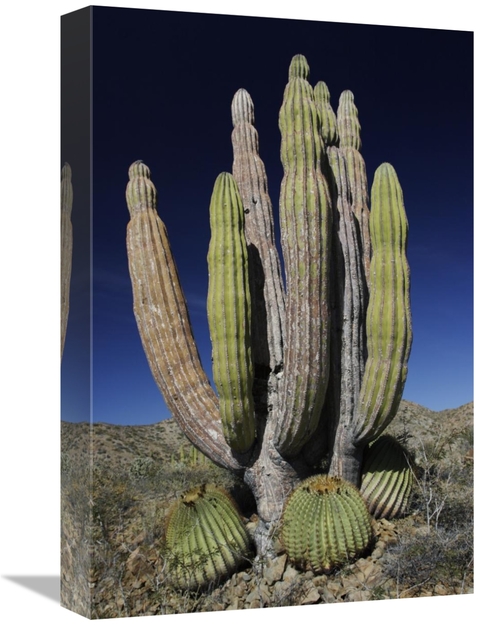 Global Gallery GCS-397735-1218-142 12 x 18 in. Cardon Cactus with Othe