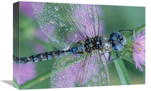 Global Gallery GCS-396453-1218-142 12 x 18 in. Southern Hawker Dragonf