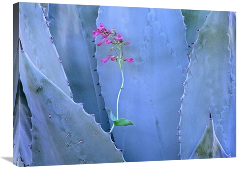 Global Gallery GCS-396352-2432-142 24 x 32 in. Agave & Parrys Penstemo