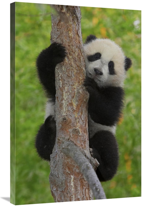 Global Gallery GCS-450863-2436-142 24 x 36 in. Giant Panda Cub in Tree